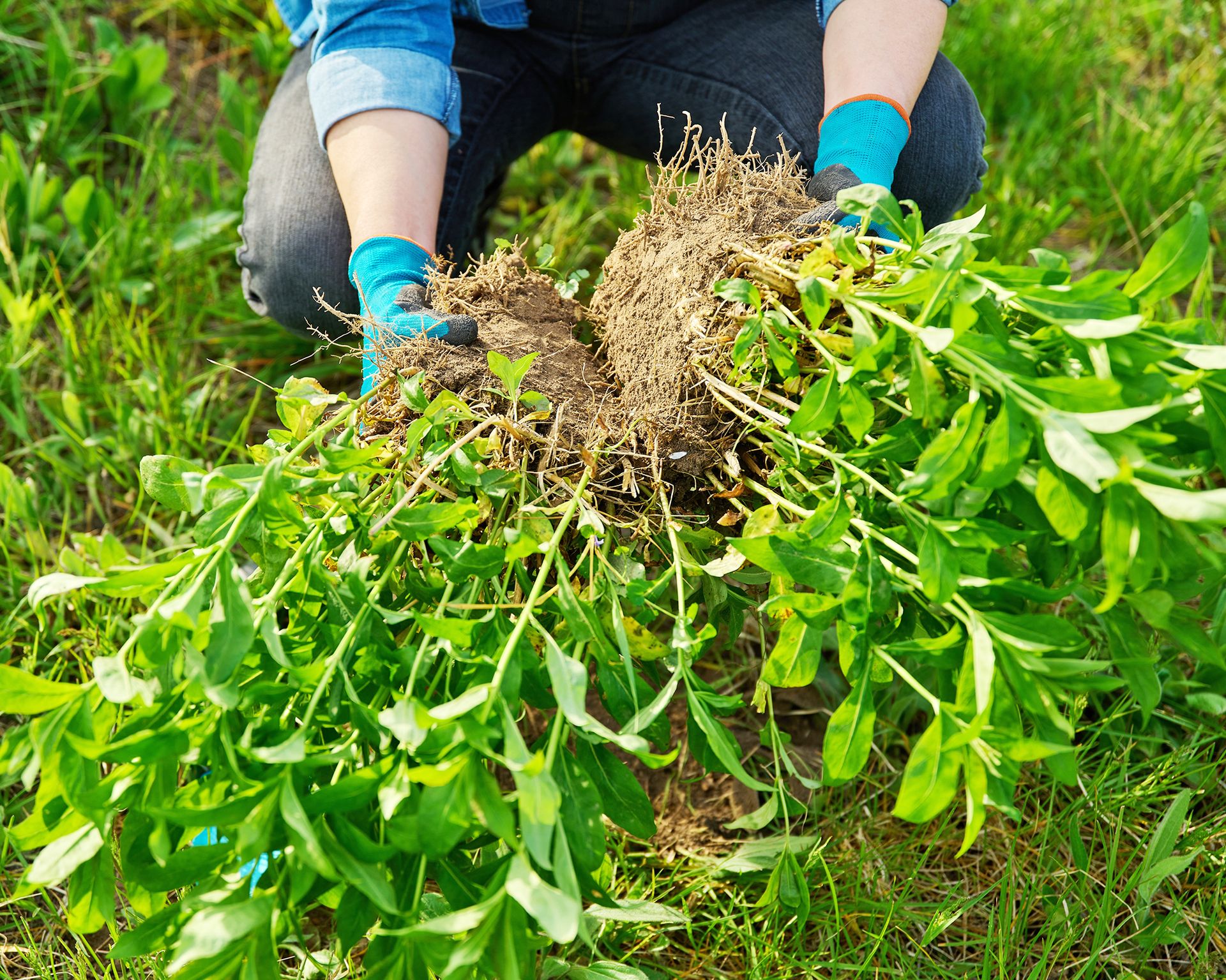 Gardener divides phlox plants