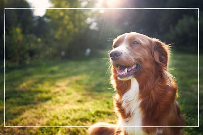 A dog sat in a field in the sunshine