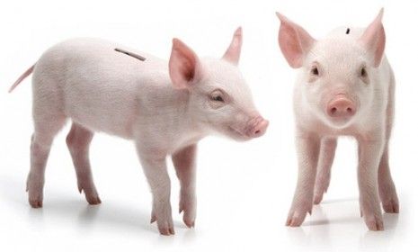 The proposed piggy bank would be made from a taxidermied piglet. So far, there are no takers. 