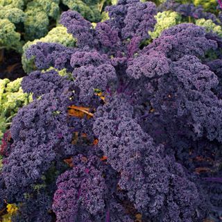 Kale 'Redbor' dark purple plant leaves