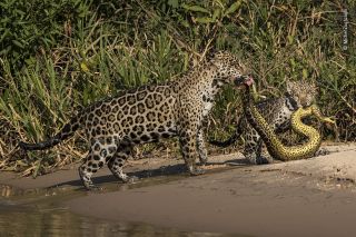 Lebanon-based photographer Michel Zoghzoghi was filming jaguars in Brazil when he saw an unexpected case of cross-species coordination. 