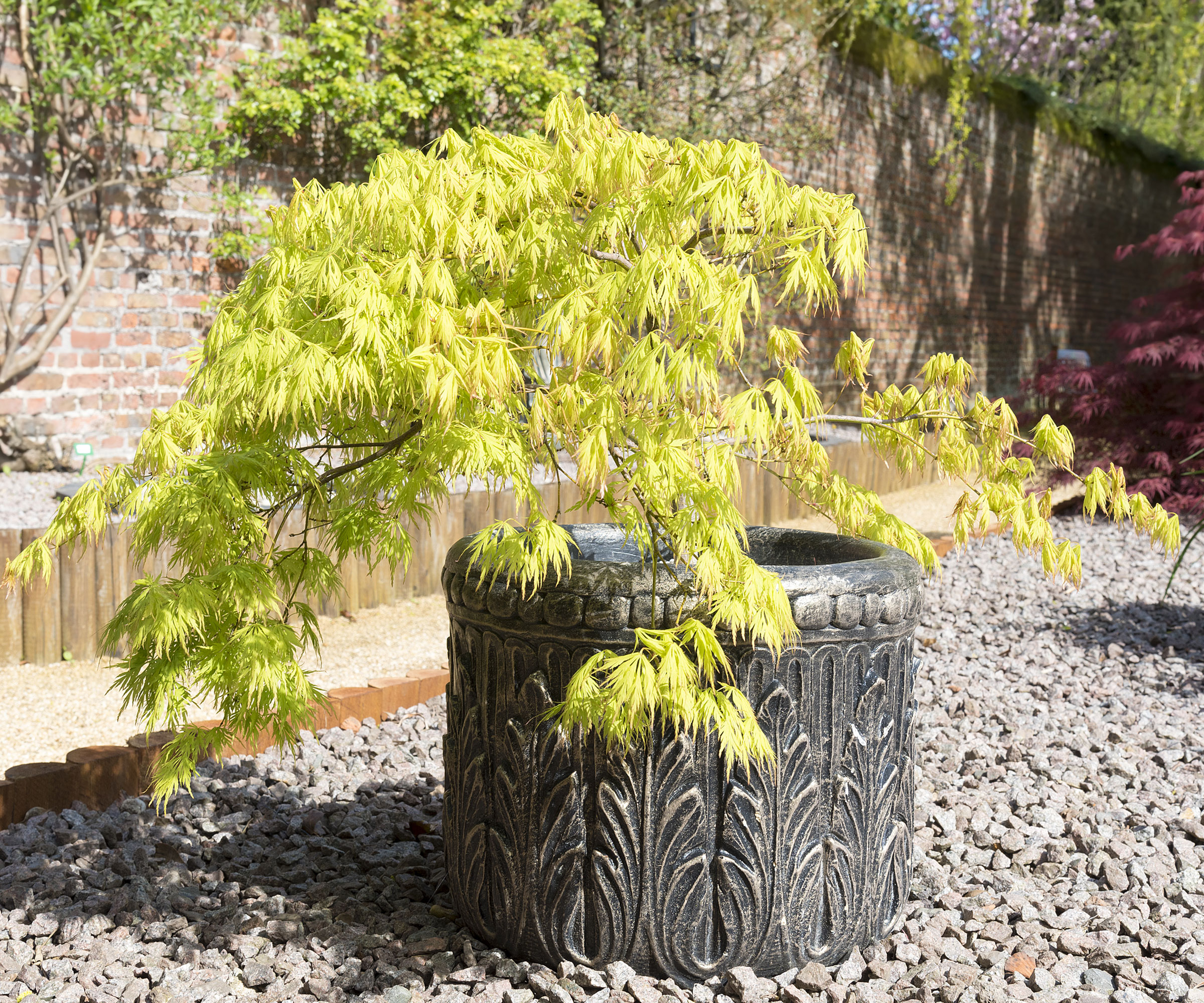 small Japanese acer in large container in courtyard