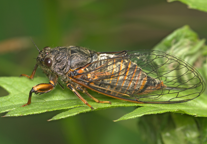 There are billions of cicada insects headed towards the Northeast.