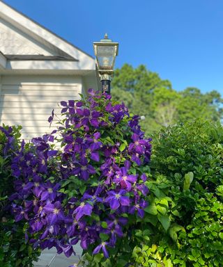 purple clematis on front of house