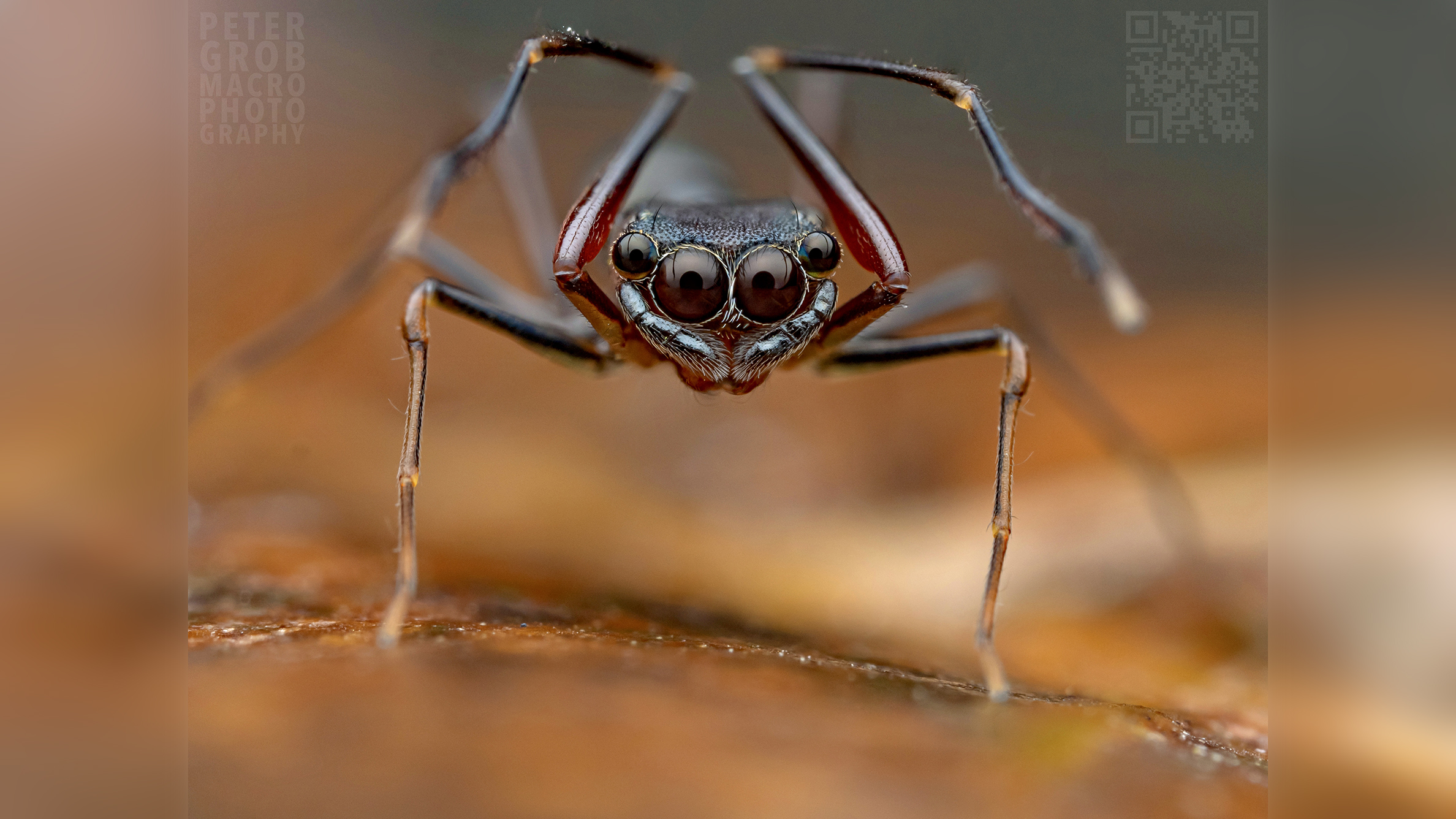 A close-up of a spider with large, expressive eyes and long legs, perched on a textured surface, revealing intricate details