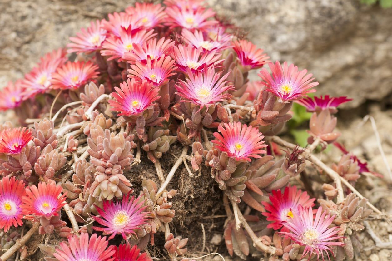 Anacampseros Plants