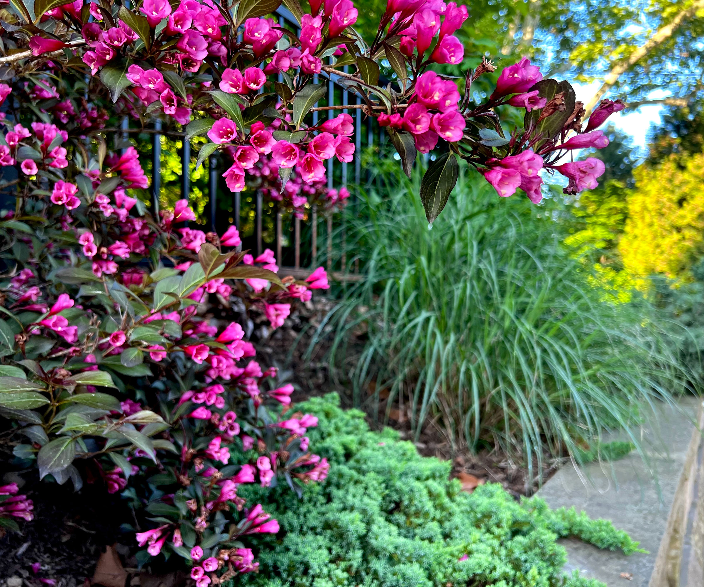 weigela shrub showing vibrant pink flowers