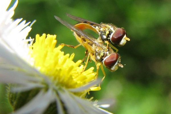 Insects being fruitful and multiplying. Credit: sxc.hu