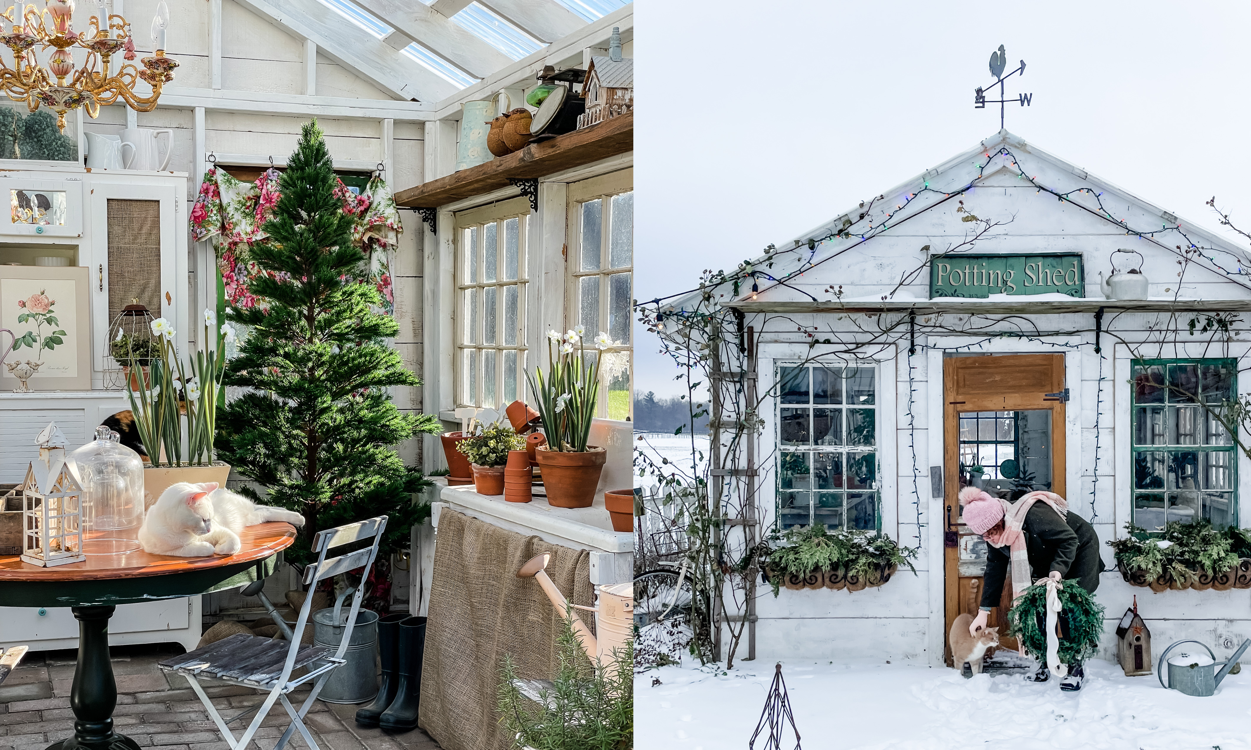 Split images of naked Christmas tree in potting shed, and woman stroking ginger cat outside shed in the snow