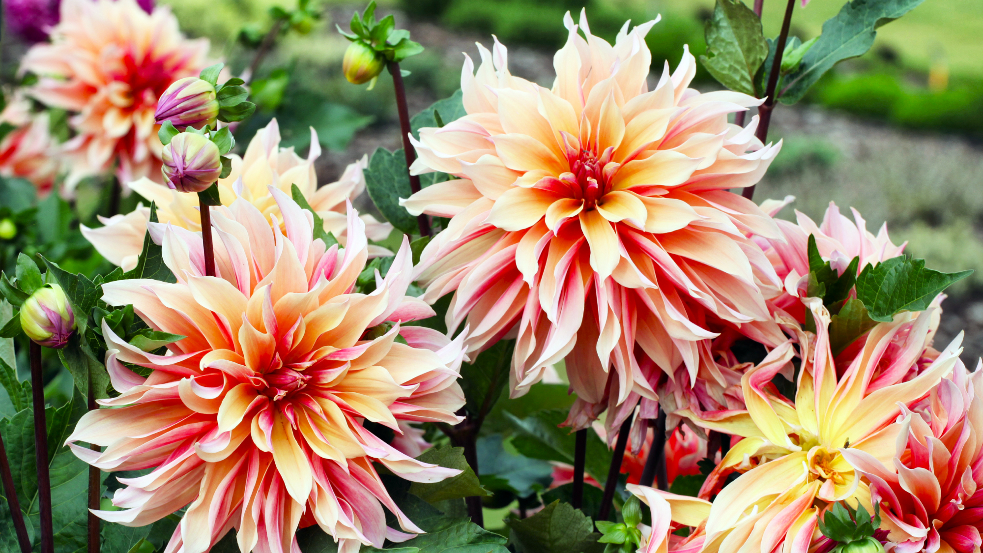 dinnerplate dahlias growing in a garden, with pink and apricot petals
