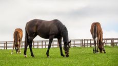 Horse Welfare Board: racing and the equestrian world have been reminded they are &lsquo;in it together&rsquo; when it comes to horse welfare