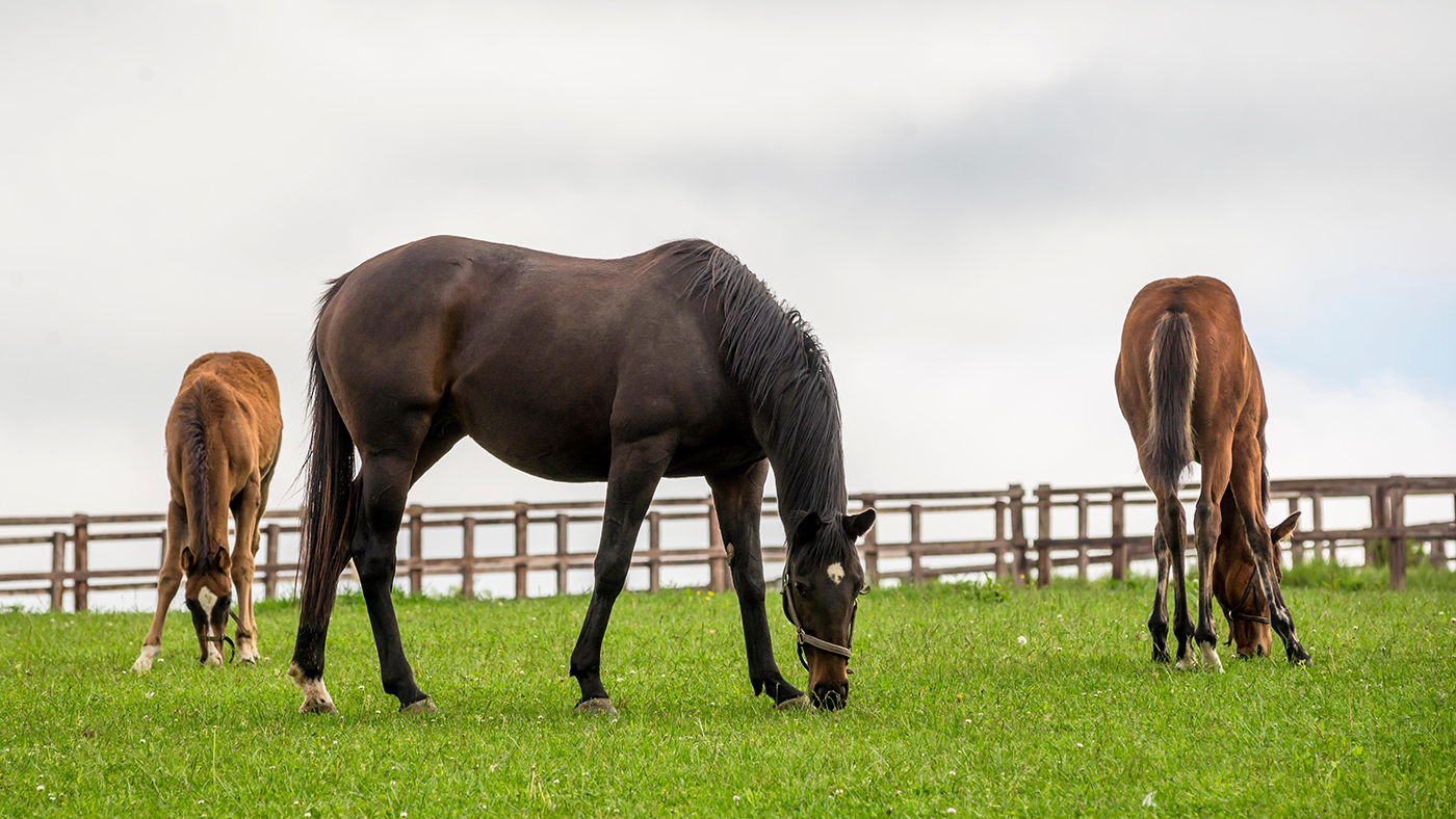 Horse Welfare Board: racing and the equestrian world have been reminded they are &amp;lsquo;in it together&amp;rsquo; when it comes to horse welfare