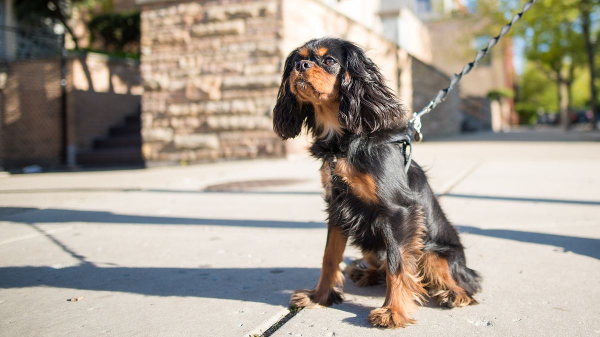 How to get a shiny dog coat great ideas from a vet PetsRadar