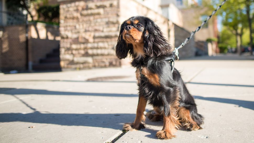 How to get a shiny dog coat great ideas from a vet PetsRadar