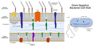 Labelled diagram of a gram-negative cell wall beside a bacteria cell. The inner and outer membranes are composed of two layers of cells with proteins embedded between them, while the cell wall is shown in solid blue