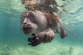 A crab-eating macaque foraging underwater