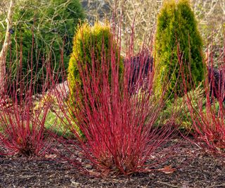 red-barked dogwood (Cornus alba 'Sibirica', Cornus alba Sibirica)