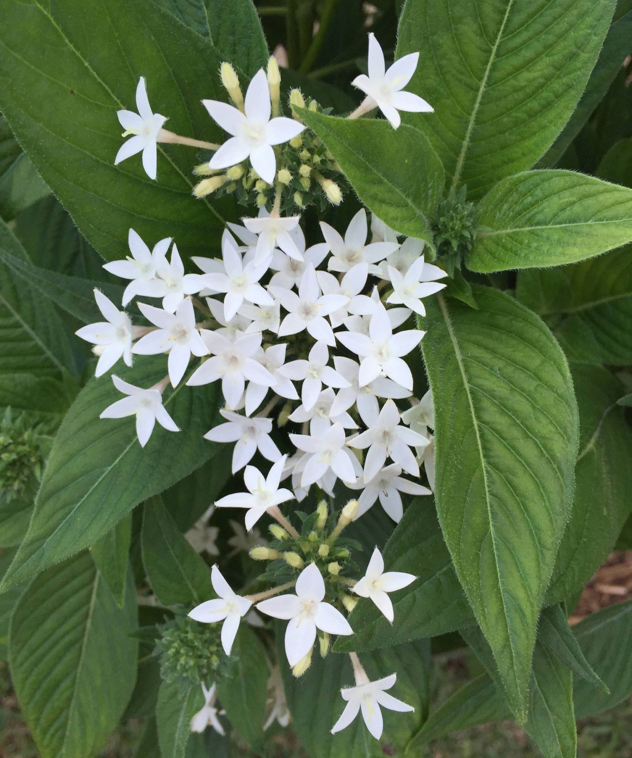 White penta plant flowers