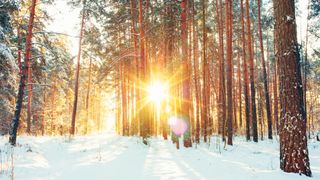 Winter Solstice 2022: Landscape With Winter Forest And Bright Sunbeams. Sunrise, Sunset In Cold Snowy Forest.