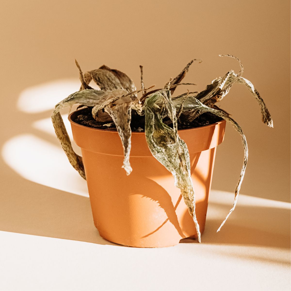 Causes And Solutions For A Browning Aloe Plant | Gardening Know How