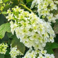 Closeup of oakleaf hydrangea flower