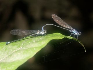 possible new species of damselfly from suriname