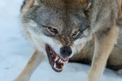 a snarling wolf