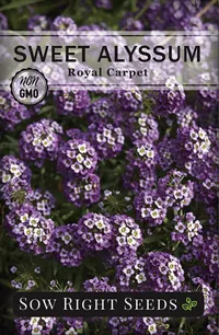 Sweet Alyssum seeds, $4.99, Amazon