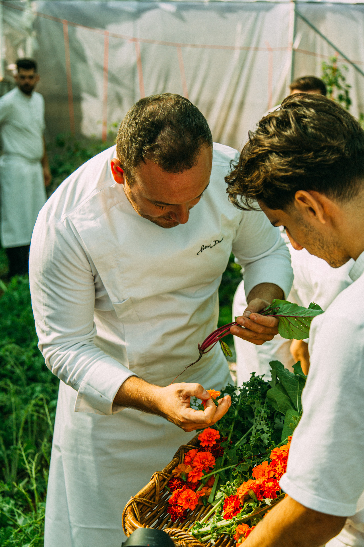 A chef in a sun-lit vegetable garden picks ingredients from a wicker basket filled with vibrant greens.