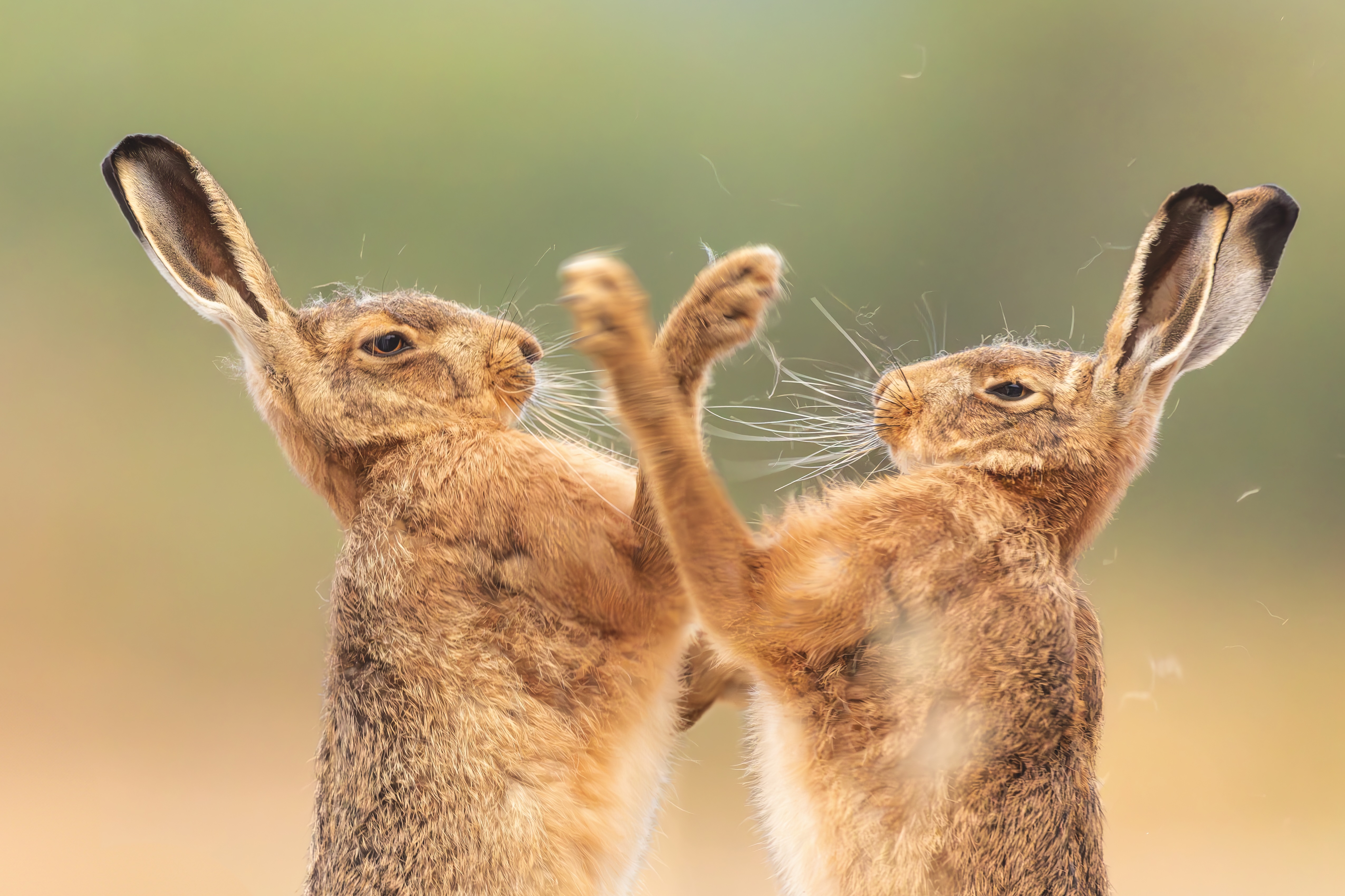 Two hares boxing 