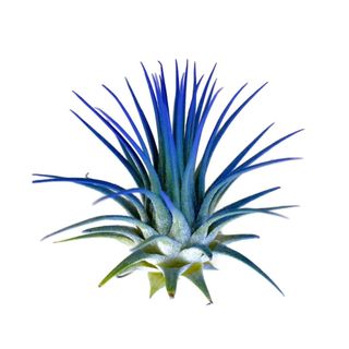 A blue air plant