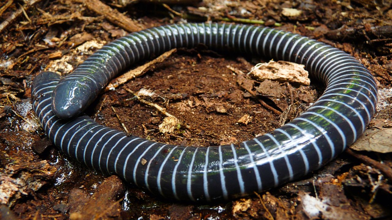 Ringed caecilian