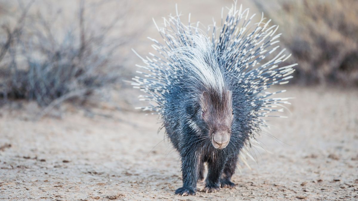 Porcupine quills in dogs what to do if your canine gets quilled Advnture