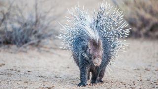 A porcupine with its quills raised