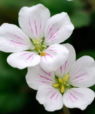 Erodium x variabile ‘Album’ alpine plants in bloom