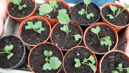 How to transplant seedlings: brassica seedlings in pots