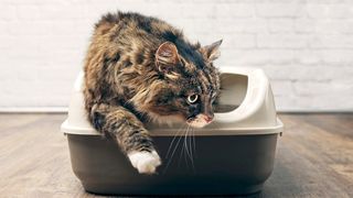 How to keep cat litter off the floor: Cat climbing out of litter box onto wooden floor