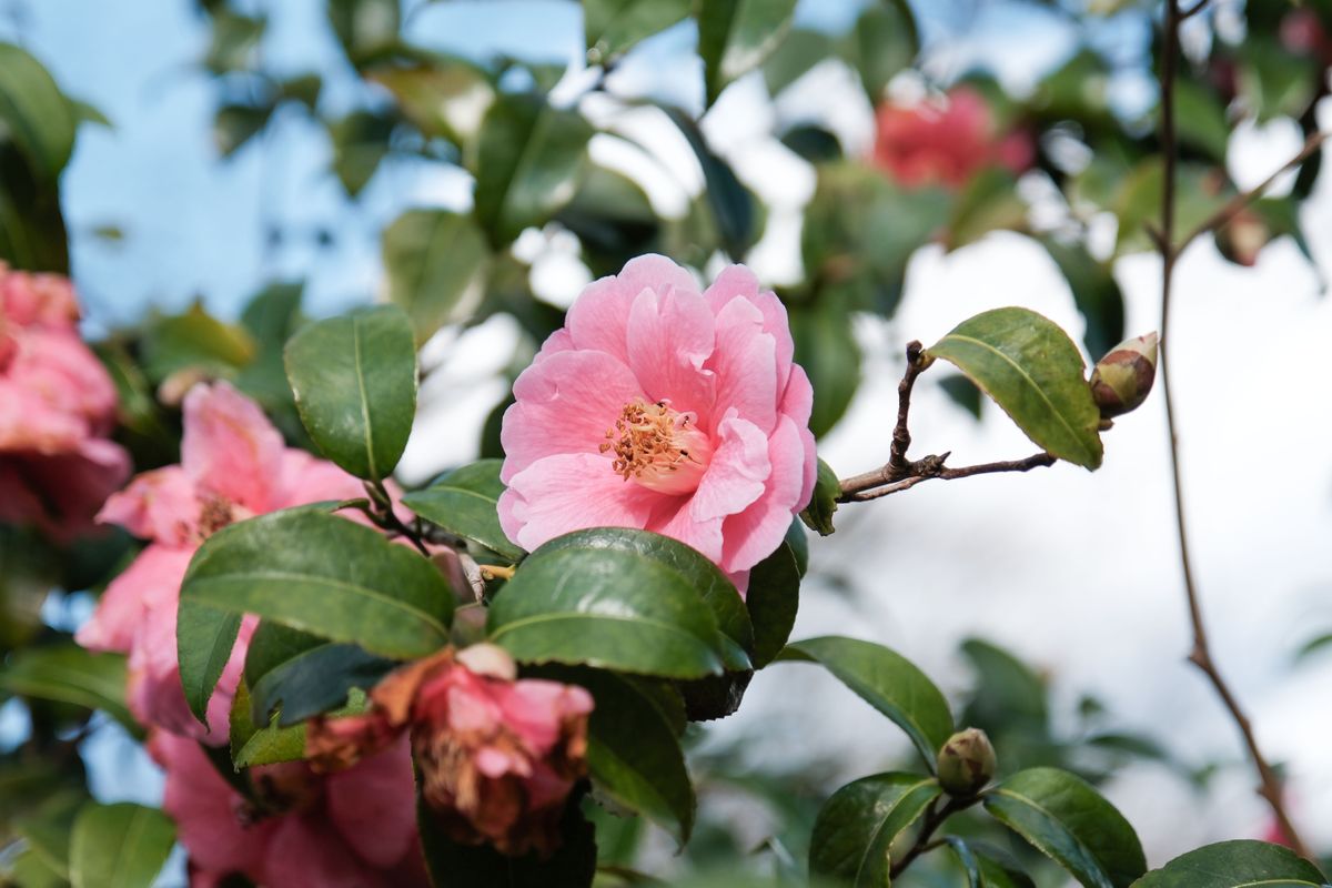 A photo of a pink flower surrounded by green leaves, shot on the Fujifilm X-H2S in the Classic Chrome color profile.