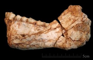 The mandible of another individual, called Irhoud 11, represents the first, almost complete adult mandible discovered at the site of Jebel Irhoud in Morocco.