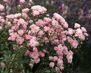 the fairy polyantha rose