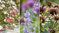 composite image of easiest flowering plants for summer – erigeron, nepeta, echinacea
