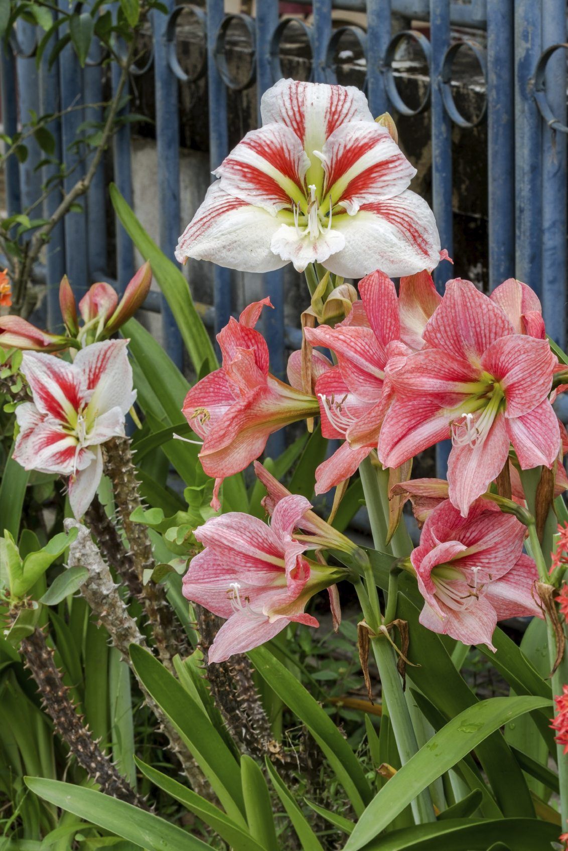 Variety of Large Amaryllis Flowers