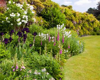 herbaceous border in garden with lawn