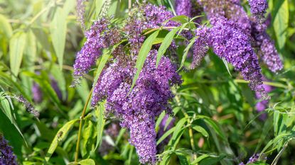 A close-up shot of the purple flowers of a buddleja bush