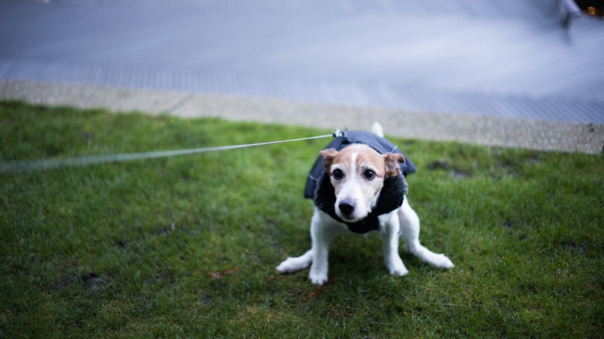 A dog going to the bathroom