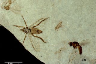 Four insects preserved on one small slab of rock: three different species of fly and a small thrips.