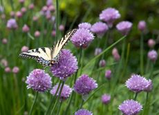 Chives with flowers and butterfly feeding