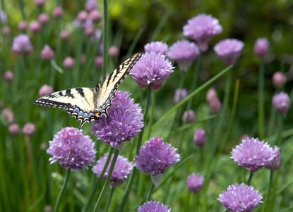 Chives with flowers and butterfly feeding