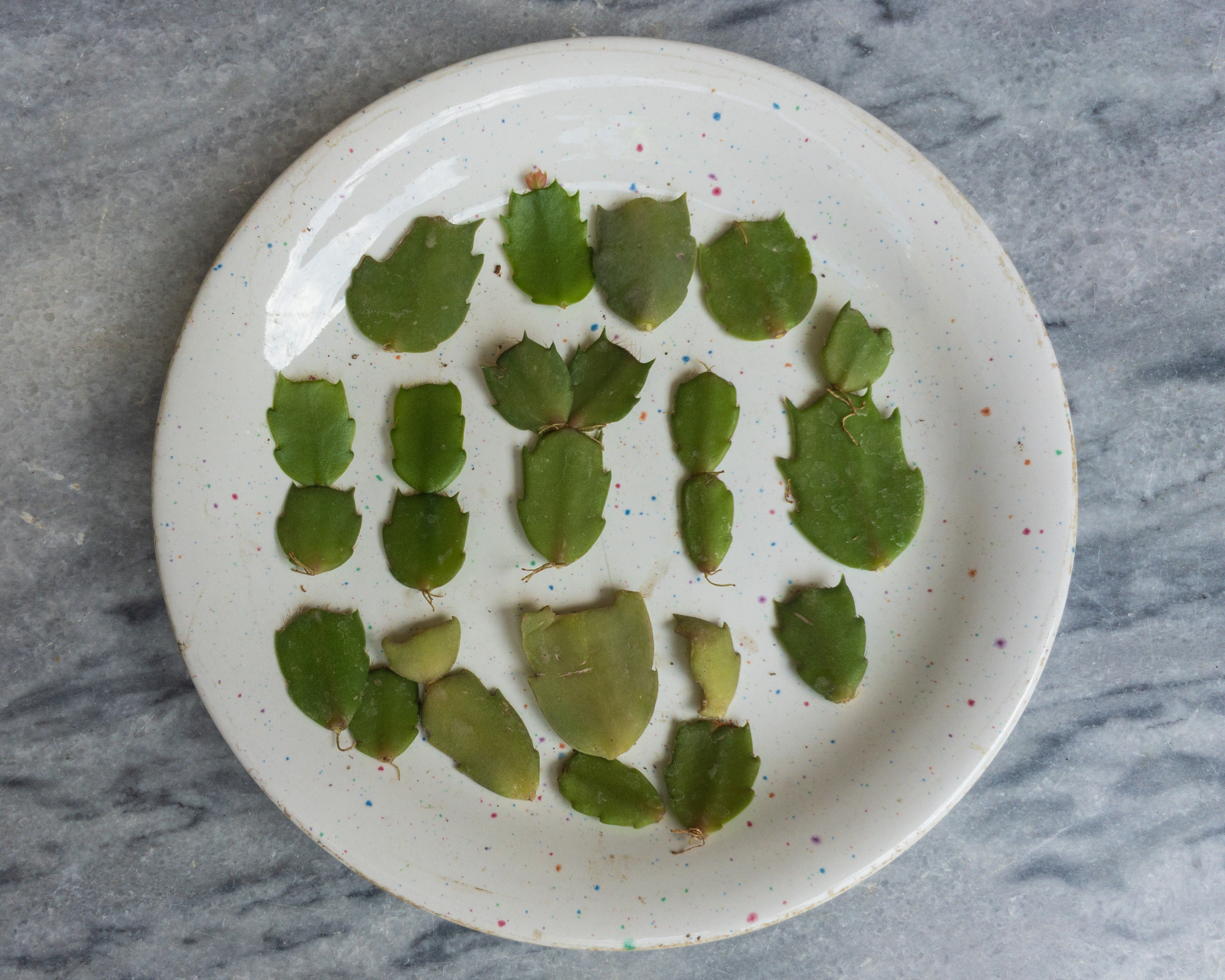 christmas cactus cuttings laid out to dry on white plate