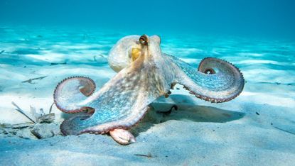 Octopus at bottom of ocean